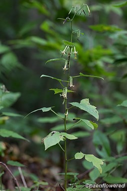Plant form